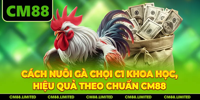 Cách Nuôi Gà Chọi C1 Khoa Học, Hiệu Quả Theo Chuẩn CM88