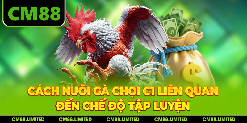 Cách nuôi gà chọi C1 liên quan đến chế độ tập luyện