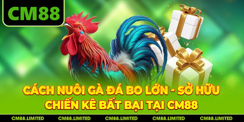 Cách Nuôi Gà Đá Bo Lớn - Sở Hữu Chiến Kê Bất Bại Tại CM88