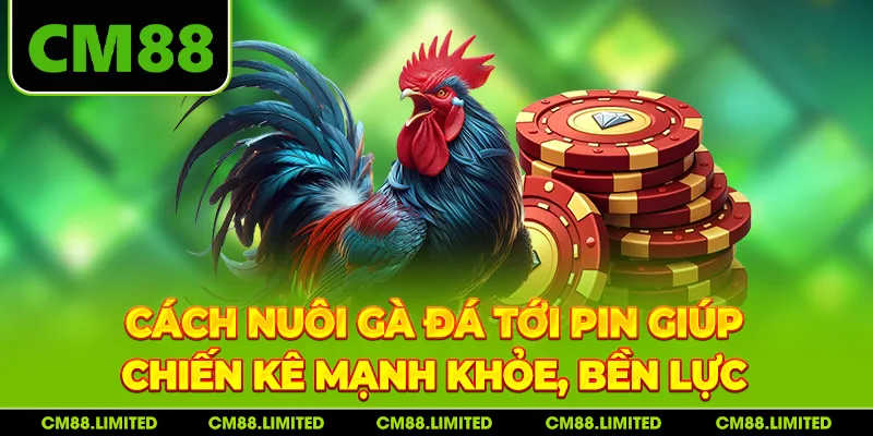 Cách Nuôi Gà Đá Tới Pin Giúp Chiến Kê Mạnh Khỏe, Bền Lực