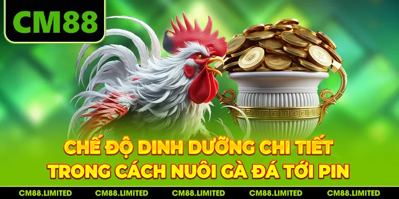 Chế độ dinh dưỡng chi tiết trong cách nuôi gà đá tới pin