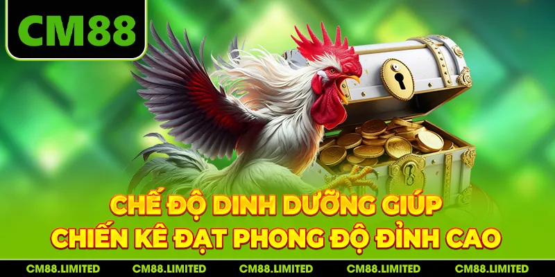 Chế độ dinh dưỡng giúp chiến kê đạt phong độ đỉnh cao