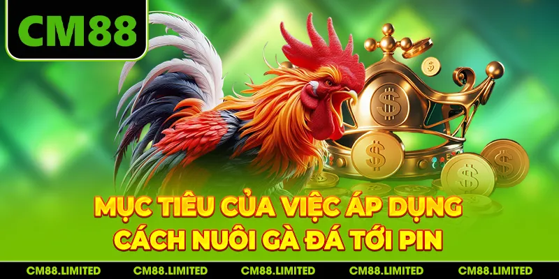 Mục tiêu của việc áp dụng cách nuôi gà đá tới pin