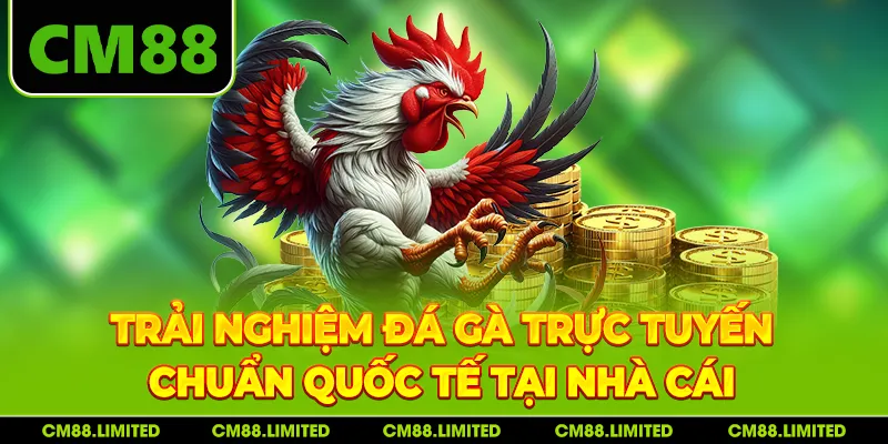Trải nghiệm đá gà trực tuyến chuẩn quốc tế tại nhà cái